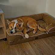 Balder participe au concours pour gagner de l'argent avec cette photo : dog, sleeping, resting, pet, animal, tan_and_white, curled_up, dog_bed, indoors, cozy, wooden_floor, home, furniture, relaxed, closed_eyes, snout, ears, tail, soft_lighting, portrait