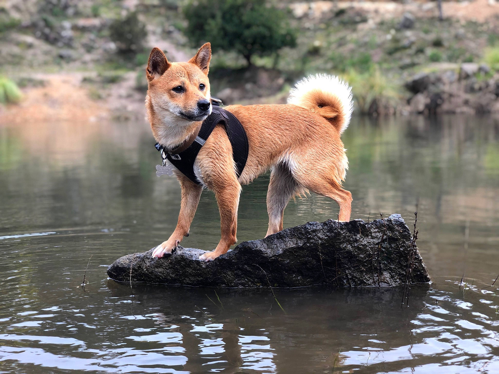 Naika participe au concours pour gagner de l'argent avec cette photo : akita, akita_inu, canaan_dog, canidae, carnivore, dog, dog_breed, east_siberian_laika, finnish_spitz, greenland_dog, hokkaido, icelandic_sheepdog, korean_jindo_dog, mammal, non_sporting_group, norwegian_buhund, shiba_inu, shikoku, vertebrate, working_dog
