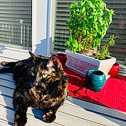 Nala is registered to the contest to win money with this photo: animal, cat, ceramic_pots, daylight, fur, glass, greenery, nature, outdoor, pet, plant_pot, potted_plants, red_mat, relaxing, resting, shadow, sunlight, tortoiseshell_cat, window, wooden_deck
