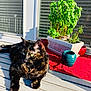 animal, cat, ceramic_pots, daylight, fur, glass, greenery, nature, outdoor, pet, plant_pot, potted_plants, red_mat, relaxing, resting, shadow, sunlight, tortoiseshell_cat, window, wooden_deck