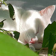 Junior participe au concours pour gagner de l'argent avec cette photo : cat, white_cat, sleeping, peaceful, outdoor, green_leaves, plants, sunlight, nature, close_up, pet, animal, relaxation, fur, pink_nose, quiet, resting, shadows, daylight, flora