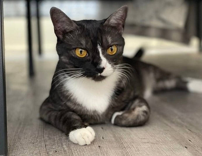 Evie is registered to the contest to win money with this photo: box, carnivore, cat, domestic_short_haired_cat, eye, felidae, flooring, fur, grey, hardwood, monochrome, monochrome_photography, paw, plank, sitting, small_to_medium_sized_cats, snout, terrestrial_animal, whiskers, wood