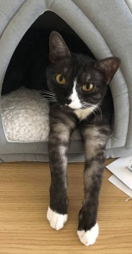 Evie joined the competition — help win amazing prizes! carnivore, cat, claw, comfort, domestic_short_haired_cat, eye, felidae, flooring, foot, fur, grey, hardwood, head, paw, small_to_medium_sized_cats, snout, tail, terrestrial_animal, whiskers, wood