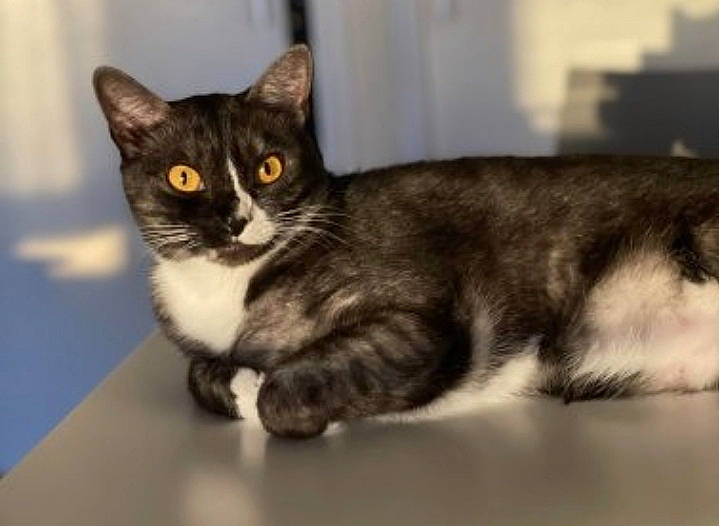 Evie joined the competition — help win amazing prizes! carnivore, cat, claw, comfort, domestic_short_haired_cat, felidae, fur, paw, sitting, small_to_medium_sized_cats, snout, tail, terrestrial_animal, whiskers