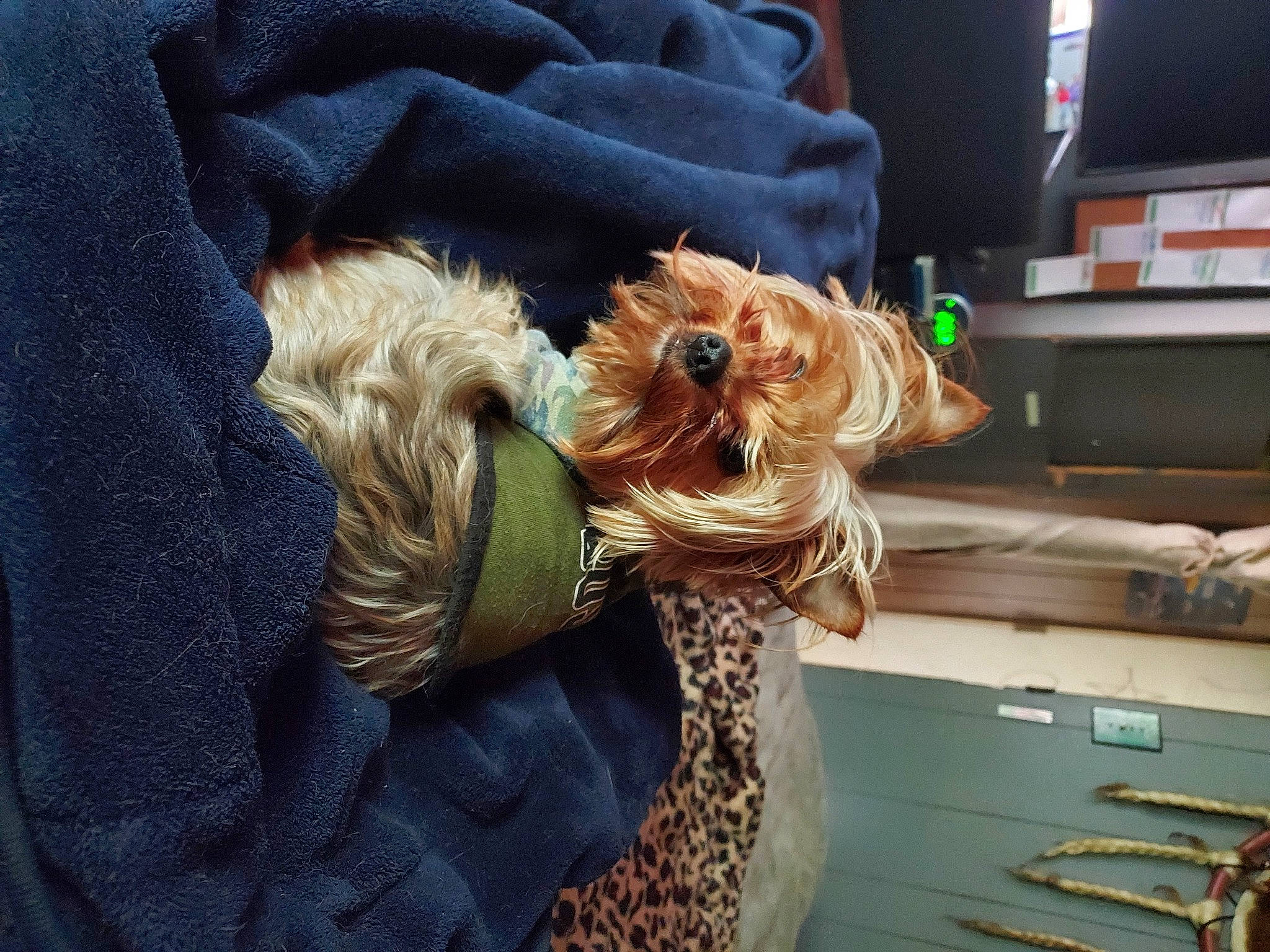 Mazy joined the competition — help win amazing prizes! carnivore, collar, comfort, companion_dog, dog, dog_breed, dog_clothes, dog_collar, dog_supply, drawer, eyewear, fawn, fur, goggles, sleeve, snout, sporting_group, sunglasses, toy_dog, working_animal