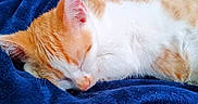 Lilly is registered to the contest to win money with this photo: cat, kitten, sleeping, orange_and_white, fur, close_up, pet, animal, cozy, blanket, blue, soft, resting, cute, domestic_cat, whiskers, ears, nap, feline, young