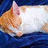 cat, kitten, sleeping, orange_and_white, fur, close_up, pet, animal, cozy, blanket, blue, soft, resting, cute, domestic_cat, whiskers, ears, nap, feline, young
