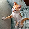 Lilly joined the competition — help win amazing prizes! animal, cat, couch, cozy, curious, cute, domestic, ears, exploring, fur, furniture, indoor, kitten, orange_and_white, paw, pet, relaxed, soft_texture, whiskers, young