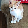 kitten, cat, orange_and_white, pet, couch, furniture, indoor, cute, young, animal, whiskers, ears, paws, domestic_cat, resting, home, cozy, textile, red_pillow, curious