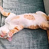Lilly is registered to the contest to win money with this photo: animal, cat, couch, cozy, cute, domestic_animal, feline, furniture, ginger_cat, indoor, kitten, paw, pet, pink_nose, relaxing, resting, sleeping, soft, upside_down, white_fur