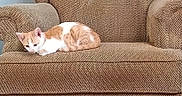 Lilly is registered to the contest to win money with this photo: animal, armchair, cat, comfort, cozy, cute, fur, furniture, home, indoor, kitten, living_room, orange_and_white, pet, relaxed, resting, seated, sleepy, small, texture