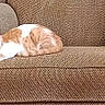 animal, armchair, cat, comfort, cozy, cute, fur, furniture, home, indoor, kitten, living_room, orange_and_white, pet, relaxed, resting, seated, sleepy, small, texture