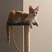Lilly is registered to the contest to win money with this photo: cat, orange_cat, white_cat, scratching_post, pet, indoor, relaxed, tail, animal, feline, perched, rope, vertical, resting, domestic, cute, looking, sitting, fur, whiskers