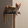 animal, cat, cute, domestic, feline, fur, indoor, looking, orange_cat, perched, pet, relaxed, resting, rope, scratching_post, sitting, tail, vertical, whiskers, white_cat
