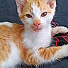 kitten, cat, orange_and_white, fur, whiskers, ears, paw, lying_down, pet, cute, animal, close_up, indoor, resting, young_cat, feline, soft_fur, domestic_cat, curious, adorable