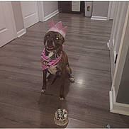 Arya is registered to the contest to win money with this photo: accessory, animal, bandana, birthday_cake, canine, celebration, decor, dog, flooring, fun, happy, holiday, house, indoor, party, pet, pink_crown, portrait, smiling, wooden_floor