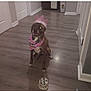 accessory, animal, bandana, birthday_cake, canine, celebration, decor, dog, flooring, fun, happy, holiday, house, indoor, party, pet, pink_crown, portrait, smiling, wooden_floor