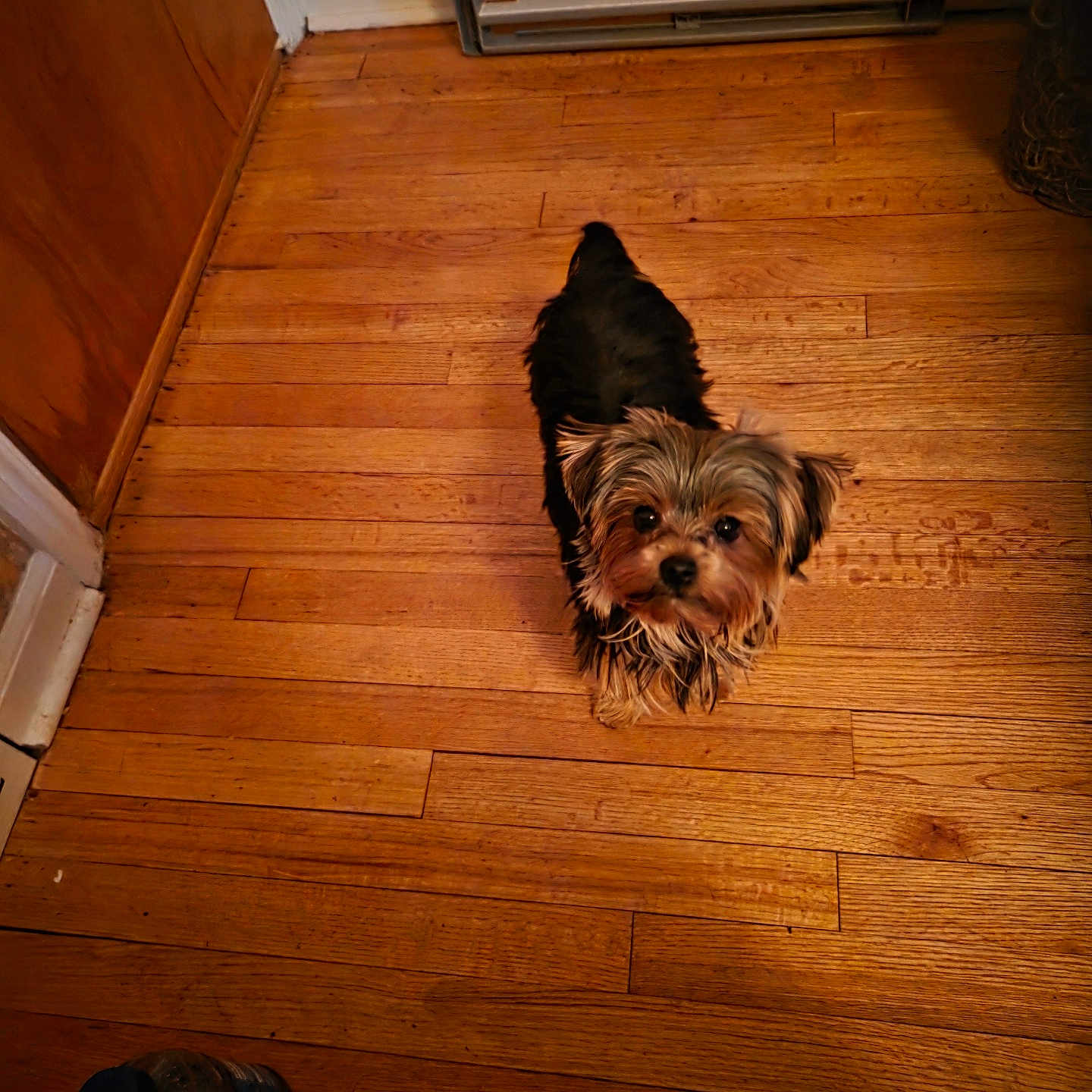 Bailey is registered to the contest to win money with this photo: animal, baby_gate, black, bottle, brown, companion, curious, cute, dog, domestic, door_frame, flooring, furry, home, indoor, looking_up, pet, small_dog, wall, wooden_floor