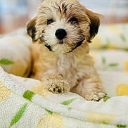 Polly is registered to the contest to win money with this photo: adorable, animal, bed, blanket, closeup, comfort, cozy, cute, dog, face, fluffy, fur, indoor, nose, paw, pet, puppy, resting, soft, young