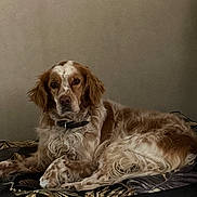 Neptune participe au concours pour gagner de l'argent avec cette photo : animal, bedroom, brown_and_white_fur, calm, canine, collar, companionship, cushion, cute, dog, domestic_animal, fur, household, indoor, lying_down, mammal, pet, portrait, relaxed, resting