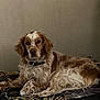 animal, bedroom, brown_and_white_fur, calm, canine, collar, companionship, cushion, cute, dog, domestic_animal, fur, household, indoor, lying_down, mammal, pet, portrait, relaxed, resting