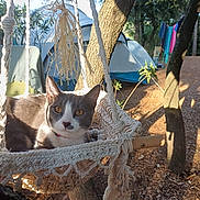 Boutchou a rejoint le concours — aidez-le/la à gagner de superbes lots ! cat, gray_cat, white_cat, animal, pet, feline, portrait, sitting, hammock, macrame, outdoor, camping, campsite, tent, trees, forest, nature, sunlight, laundry, relaxed