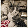 Boutchou participe au concours pour gagner de l'argent avec cette photo : cat, tuxedo_cat, feline, pet, animal, portrait, close_up, sitting, fireplace, fire, indoors, vintage, sepia, checkered_blanket, whiskers, ears, eyes, paws, cozy, photography