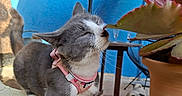 Boutchou participe au concours pour gagner de l'argent avec cette photo : cat, dog, kitten, puppy, gray_and_white, pink_harness, animal, pet, whiskers, closed_eyes, sniffing, plant, leaf, flowerpot, outdoor, sunlight, blue_background, table, curious, cute