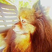 Sharko participe au concours pour gagner de l'argent avec cette photo : dog, pomeranian, fluffy, fur, pet, animal, side_view, outdoor, chair, sunlight, brown, golden, portrait, domestic, canine, closeup, nature, relaxed, calm, daylight
