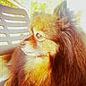 dog, pomeranian, fluffy, fur, pet, animal, side_view, outdoor, chair, sunlight, brown, golden, portrait, domestic, canine, closeup, nature, relaxed, calm, daylight