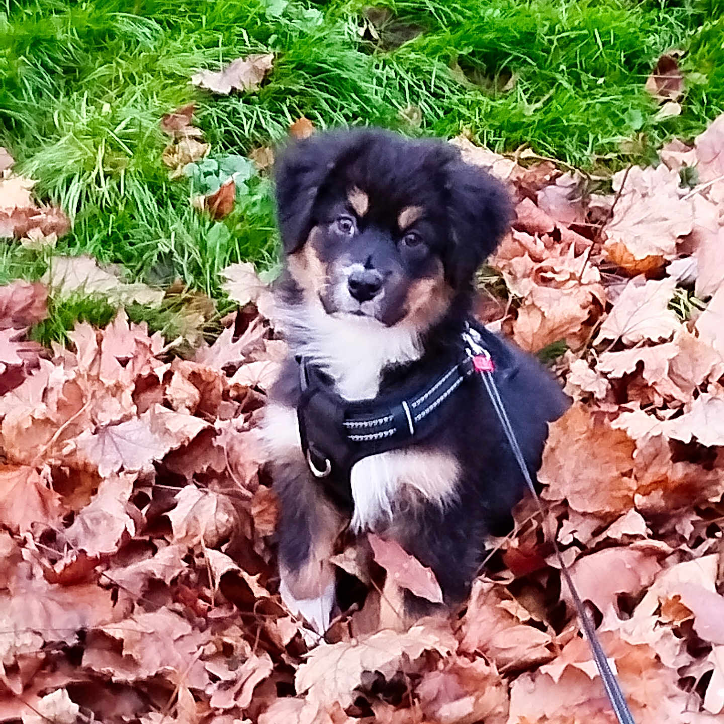 Vado participe au concours pour gagner de l'argent avec cette photo : accessories, animal, canine, chihuahua, cockerspaniel, dog, eskimodog, grass, hound, husky, leaf, leash, papillon, pet, plant, puppy, slate, strap, terrier, tree