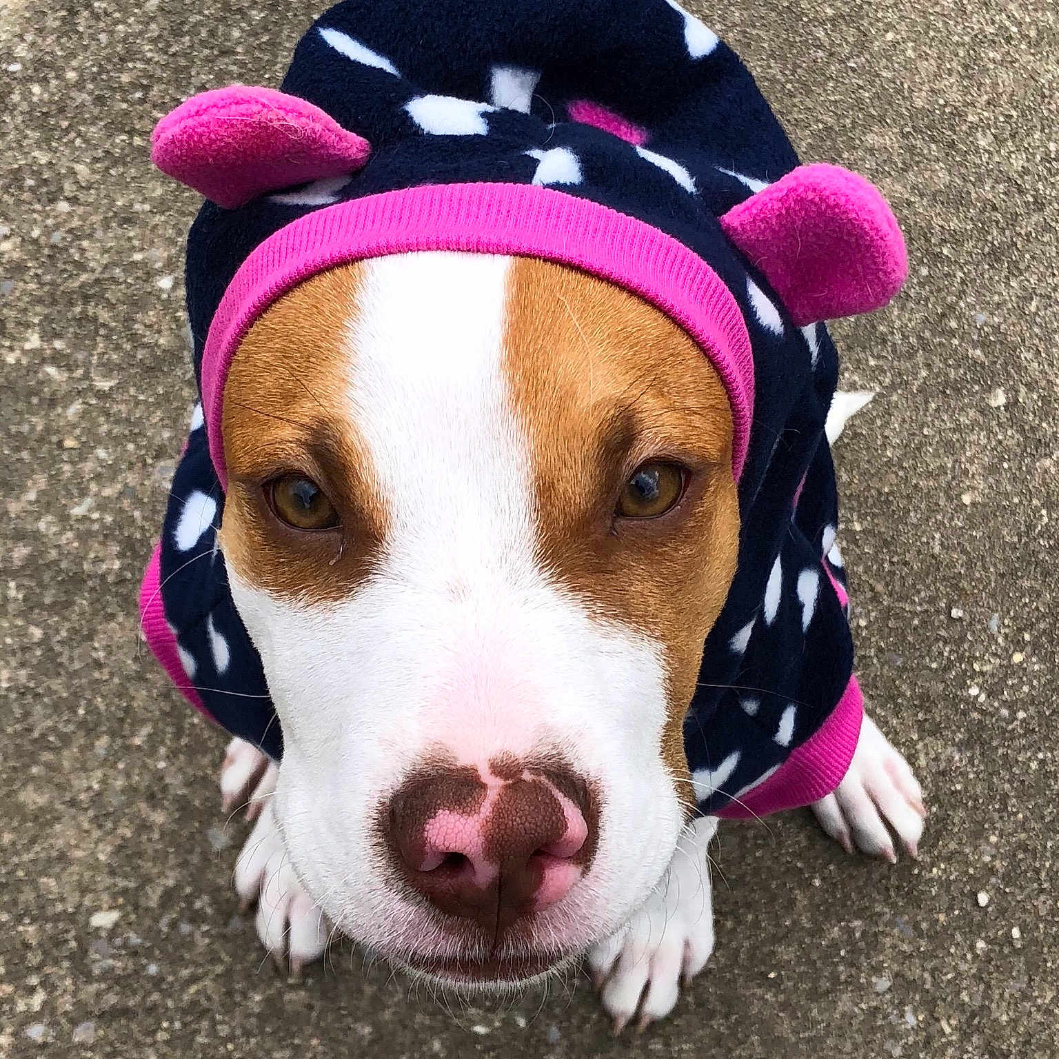 Hope joined the competition — help win amazing prizes! american_pit_bull_terrier, american_staffordshire_terrier, canidae, carnivore, costume, dog, dog_breed, dog_walking, ear, fawn, mammal, non_sporting_group, nose, organ, pink, pit_bull, puppy, smile, snout, sporting_group