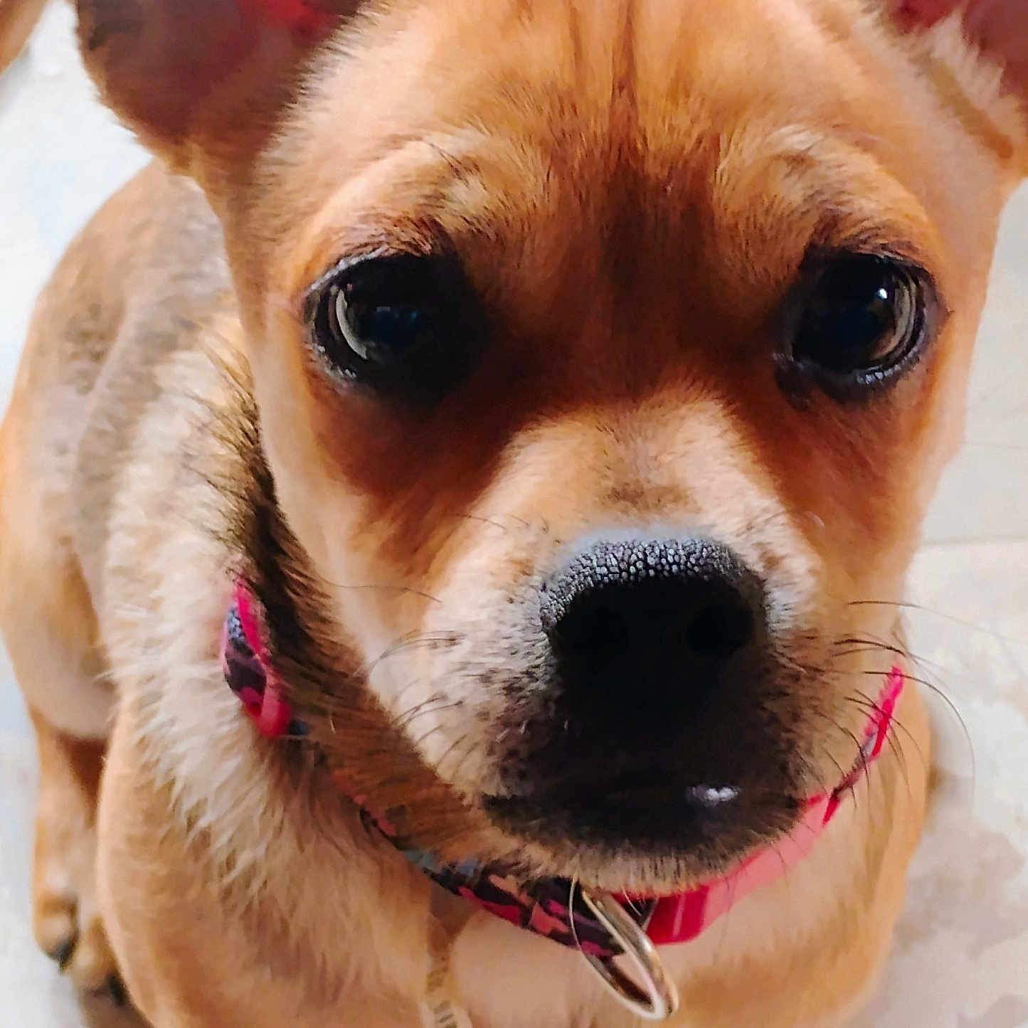 Jake joined the competition — help win amazing prizes! accessories, animal, beagle, bodypart, boxer, bulldog, canine, chihuahua, dog, hound, leash, mouth, person, pet, pitbull, pug, puppy, snout, strap, terrier