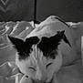 Moustache a rejoint le concours — aidez-le/la à gagner de superbes lots ! animal, bed, black_and_white, blanket, cat, cozy, cute, domestic, ears, feline, fur, indoor, peaceful, pet, quiet, relaxed, resting, sleeping, soft, whiskers