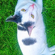 Moustache a rejoint le concours — aidez-le/la à gagner de superbes lots ! animal, black_patches, cat, closeup, daylight, feline, fur, grass, looking_up, nature, outdoor, pet, pink_nose, relaxed, summer, tail, whiskers, white_cat, wildlife, yellow_eyes