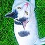 animal, black_patches, cat, closeup, daylight, feline, fur, grass, looking_up, nature, outdoor, pet, pink_nose, relaxed, summer, tail, whiskers, white_cat, wildlife, yellow_eyes