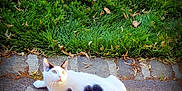 Moustache participe au concours pour gagner de l'argent avec cette photo : animal, black_spot, cat, curious, daylight, ears, feline, grass, greenery, heart_shape, leaf_litter, lying_down, nature, outdoor, pavement, pet, side_view, sunlight, tail, white_cat