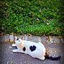 animal, black_spot, cat, curious, daylight, ears, feline, grass, greenery, heart_shape, leaf_litter, lying_down, nature, outdoor, pavement, pet, side_view, sunlight, tail, white_cat