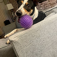 Pepper joined the competition — help win amazing prizes! dog, toy, purple_ball, couch, indoor, pet, playful, black_and_white_dog, brown_spots, ears_up, close_up, living_room, furniture, relaxed, snout, collar, textured_wall, home, animal, paw