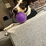 dog, toy, purple_ball, couch, indoor, pet, playful, black_and_white_dog, brown_spots, ears_up, close_up, living_room, furniture, relaxed, snout, collar, textured_wall, home, animal, paw