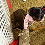 child, sheep, petting, animal, fence, wood_shavings, footwear, pink_clothing, hair_ties, black_sheep, white_sheep, indoor, barn, curious, person, farm, livestock, interaction, young_child, animal_care