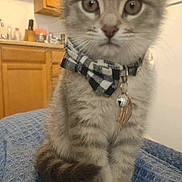 Jaxx joined the competition — help win amazing prizes! animal, bell, blanket, blue_blanket, bow_tie, cabinet, cat, collar, cute, eyes, fur, gray_cat, indoors, kitchen, kitten, nose, pet, portrait, sitting, whiskers
