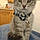 Jaxx