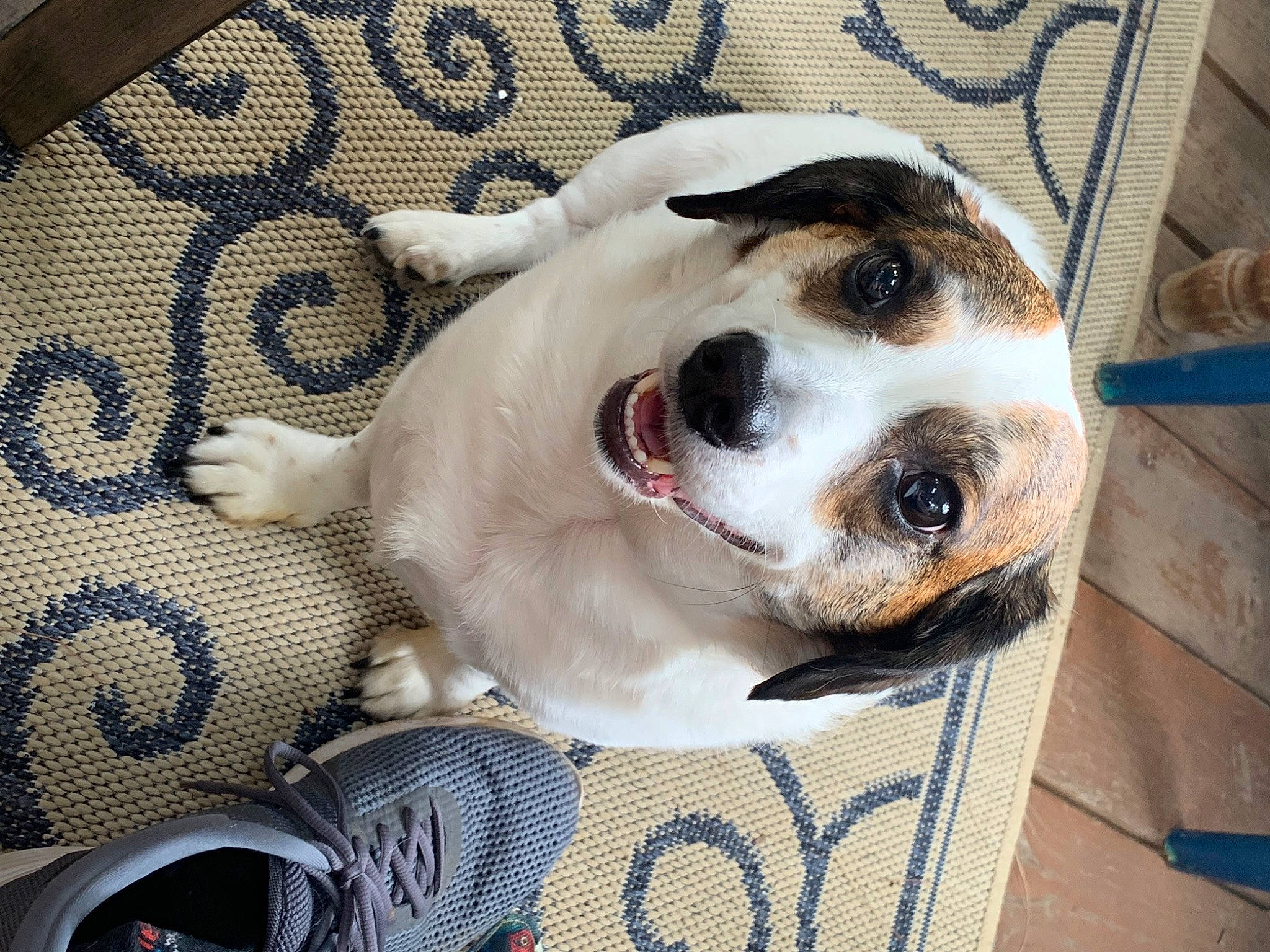 Bruno is registered to the contest to win money with this photo: canidae, carnivore, collar, comfort, companion_dog, dog, dog_breed, dog_collar, dog_supply, fawn, fur, head, paw, pet_supply, sporting_group, terrestrial_animal, toy, whiskers, white, working_animal