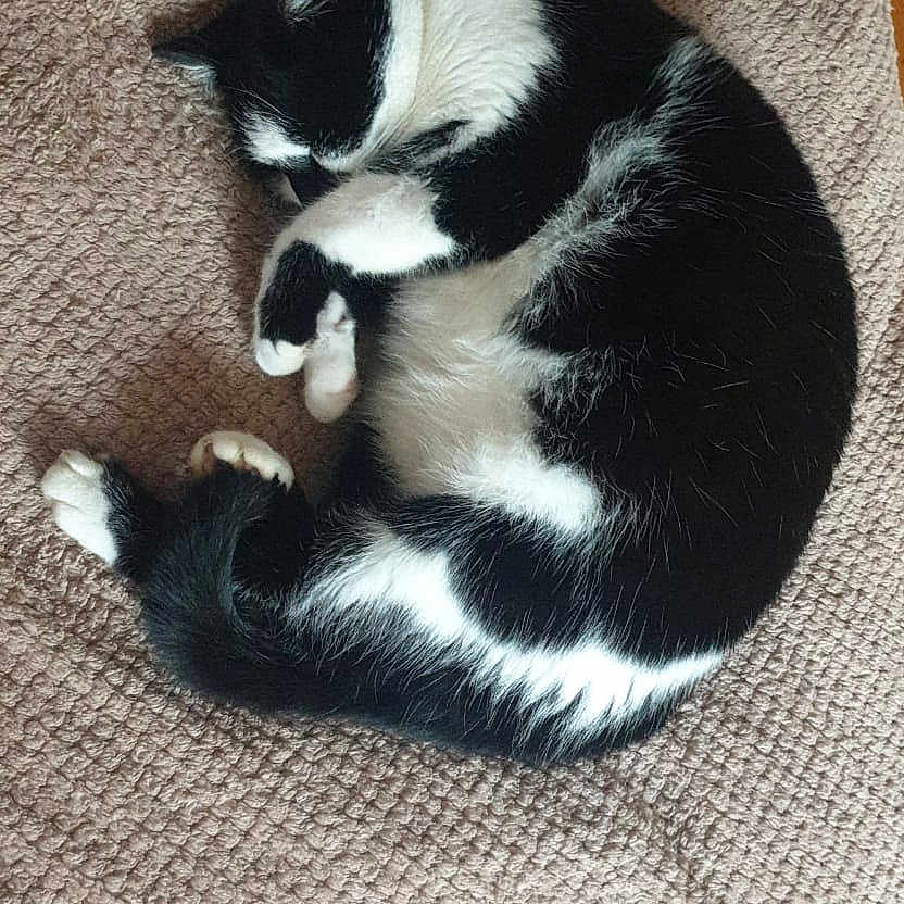 Romy a rejoint le concours — aidez-le/la à gagner de superbes lots ! animal, bed, bedroom, blanket, canine, cat, couch, cushion, dog, furniture, homedecor, indoors, kitten, manx, person, pet, puppy, quilt, room, sleeping