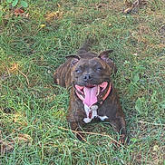 Toona a rejoint le concours — aidez-le/la à gagner de superbes lots ! dog, brindle, tongue_out, collar, grass, outdoor, pet, happy, playful, canine, nature, greenery, animal, smiling, lying_down, tail_wagging, summer, sunlight, garden, friendly