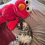 Princesse a rejoint le concours — aidez-le/la à gagner de superbes lots ! cat, plush_toy, elmo, bed, blanket, sleeping, relaxed, indoor, furry, pet, cozy, soft, stuffed_animal, gray_cat, white_cat, fluffy, toy, resting, home, comfort