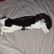 Toony participe au concours pour gagner de l'argent avec cette photo : cat, bed, bedding, blanket, sleeping, black_and_white, fur, pet, domestic_animal, resting, cozy, indoor, animal, whiskers, relaxation, cute, paws, tail, fur_pattern, sleep
