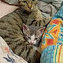 cat, kitten, tabby, gray_cat, white_cat, pet, animal, feline, cozy, blanket, patterned_blanket, indoor, resting, cute, snuggling, domestic_animal, fur, whiskers, ears, sleepy
