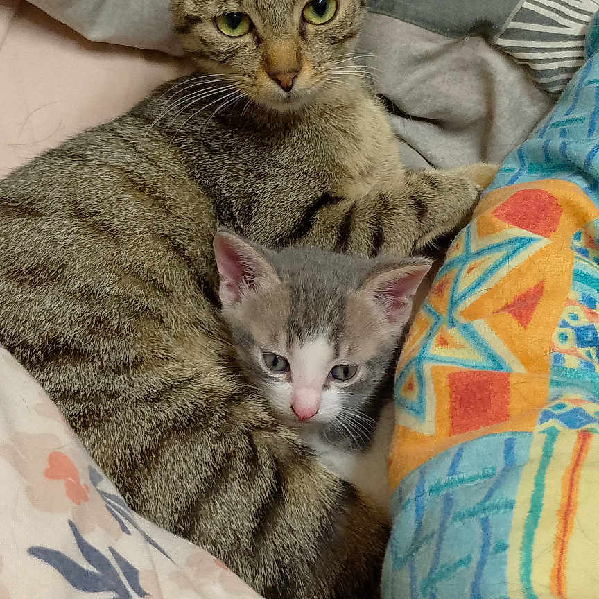 Mimi Et Amour a rejoint le concours — aidez-le/la à gagner de superbes lots ! animal, blanket, cat, cozy, cute, domestic_animal, ears, feline, fur, gray_cat, indoor, kitten, patterned_blanket, pet, resting, sleepy, snuggling, tabby, whiskers, white_cat